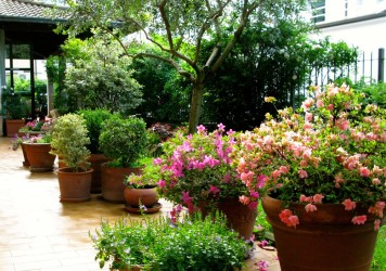 Garden of the hotel