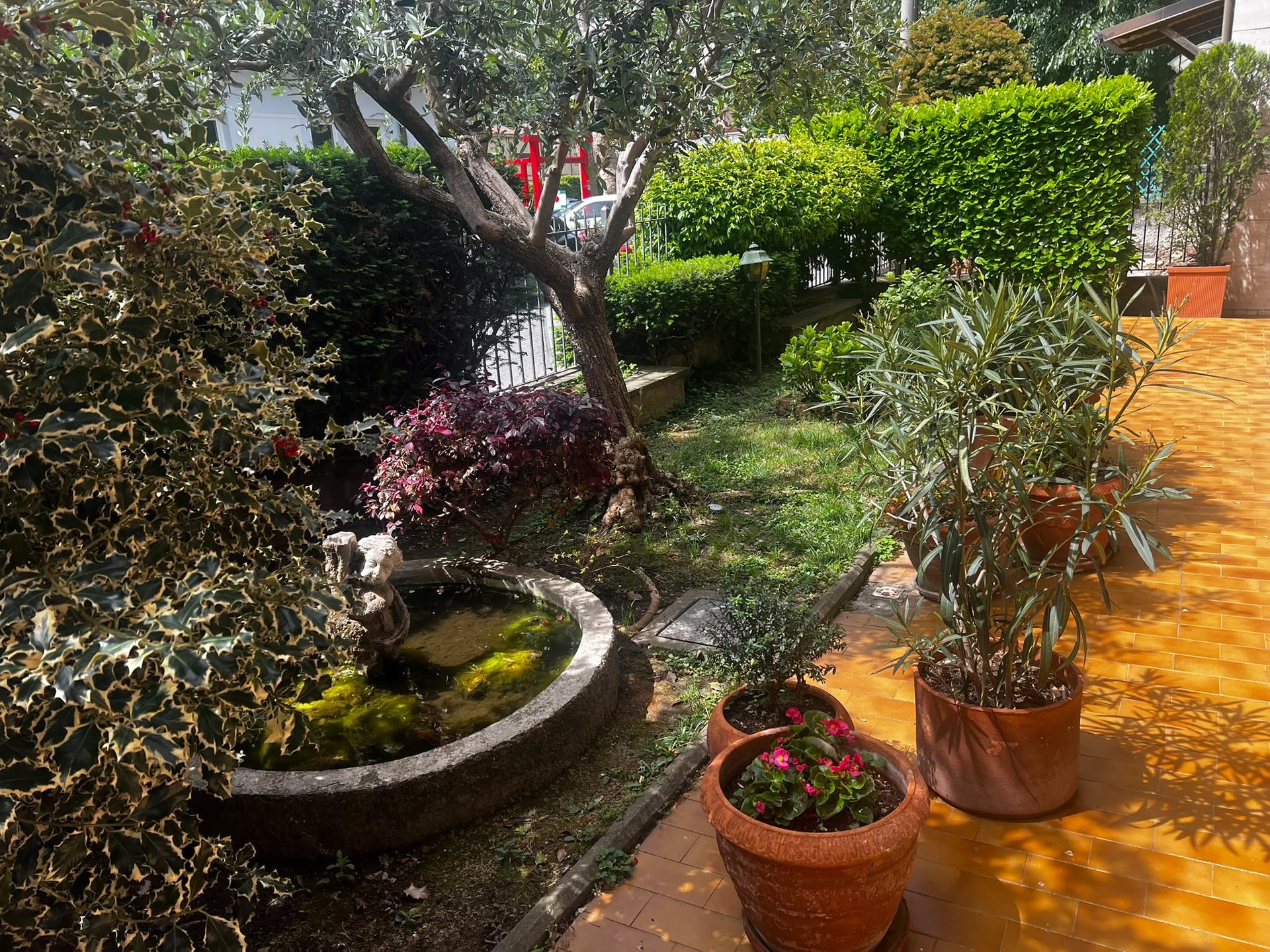 Il giardino dell'Albergo Milena con la fontana e l'ulivo